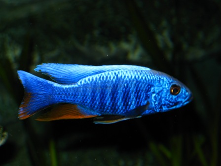 2011121175933_Acquario 2 143.jpg